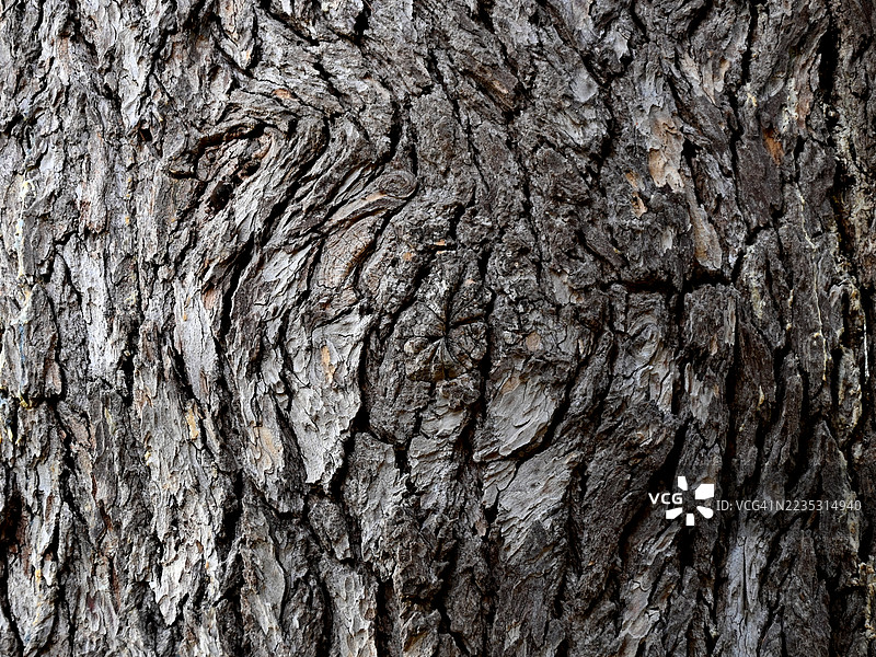 黎巴嫩雪松树干的树皮图片素材