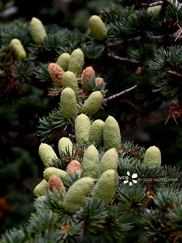 黎巴嫩雪松的松果图片素材