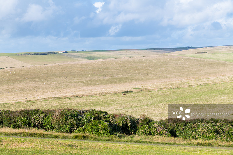 南唐斯的起伏山丘，东萨塞克斯图片素材