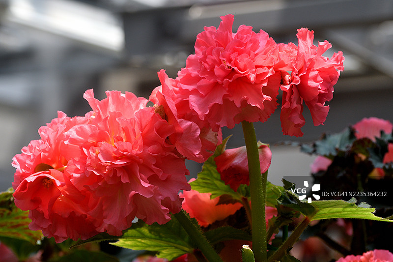 秋海棠：理想的悬挂花篮花卉植物图片素材