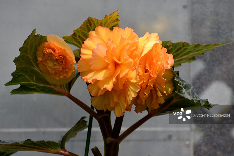 秋海棠：理想的悬挂花篮花卉植物图片素材