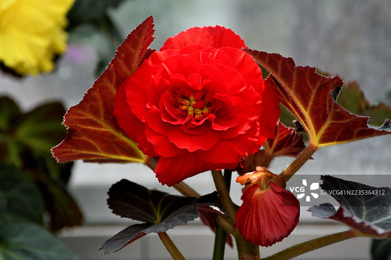 秋海棠：理想的悬挂花篮花卉植物图片素材