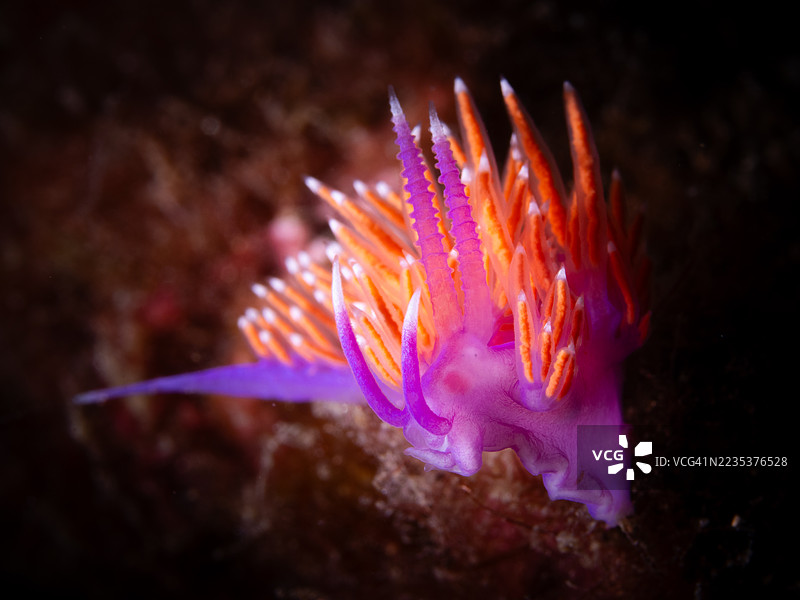 扇形海兔在海底爬行图片素材