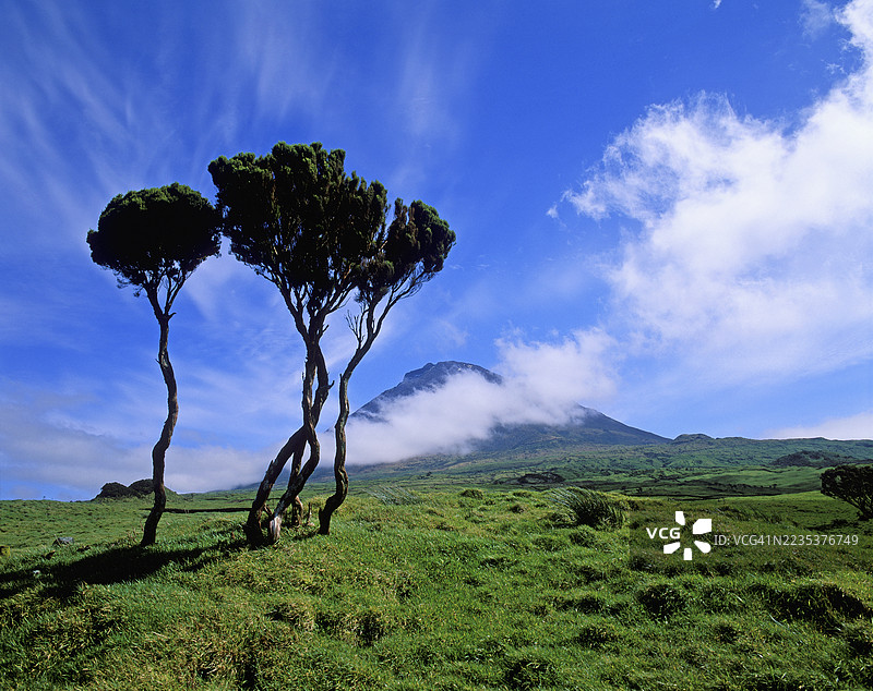 杜松树，背景是皮库火山，亚速尔群岛图片素材