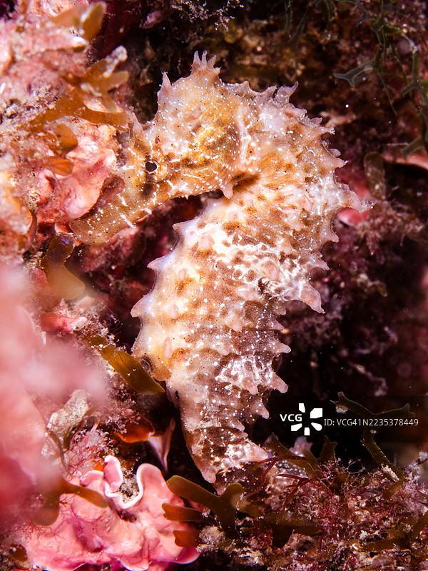 长吻海马（Hippocampus ramulosus）的肖像图片素材