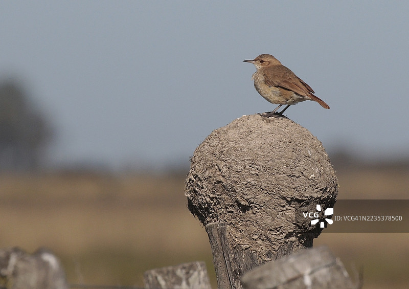 红胸土拨鼠栖息在巢上图片素材