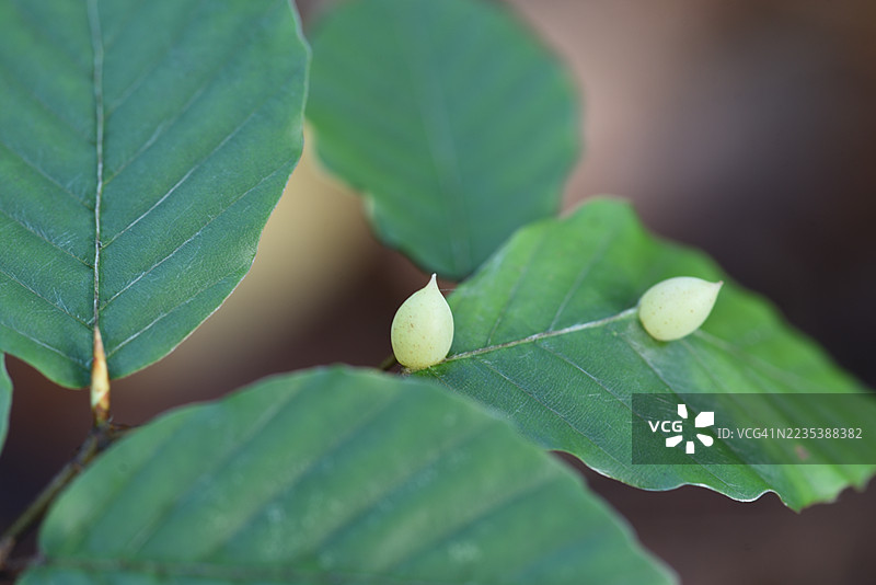 在山毛榉叶上的米基奥拉真菌图片素材