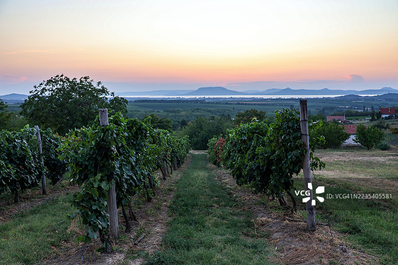 成排的葡萄引人目光看向巴拉顿湖日落的美丽全景图片素材