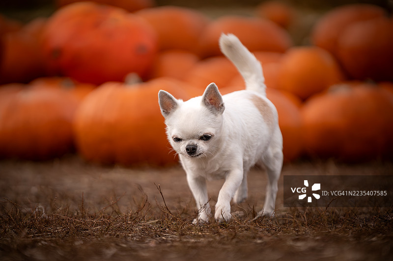 一只白色的吉娃娃在南瓜农场里走来走去图片素材
