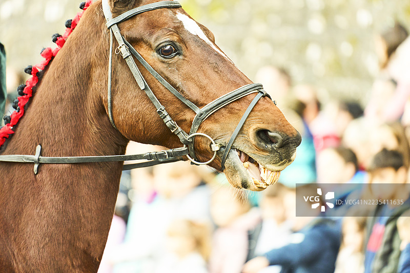 马在游行中对着人群露出牙齿图片素材