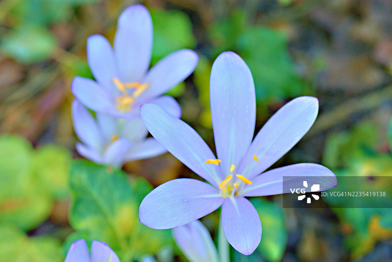 秋水仙图片素材
