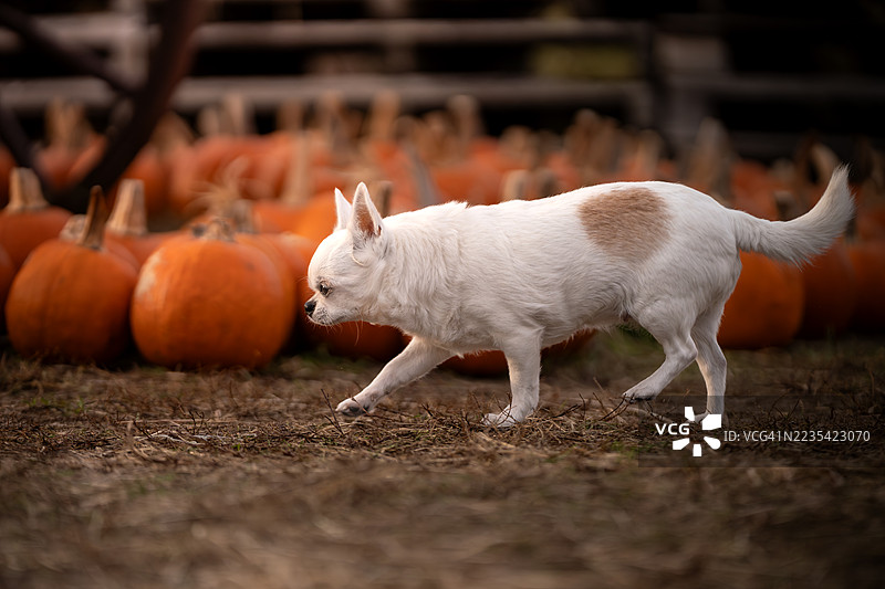 一只吉娃娃在南瓜农场里走来走去图片素材