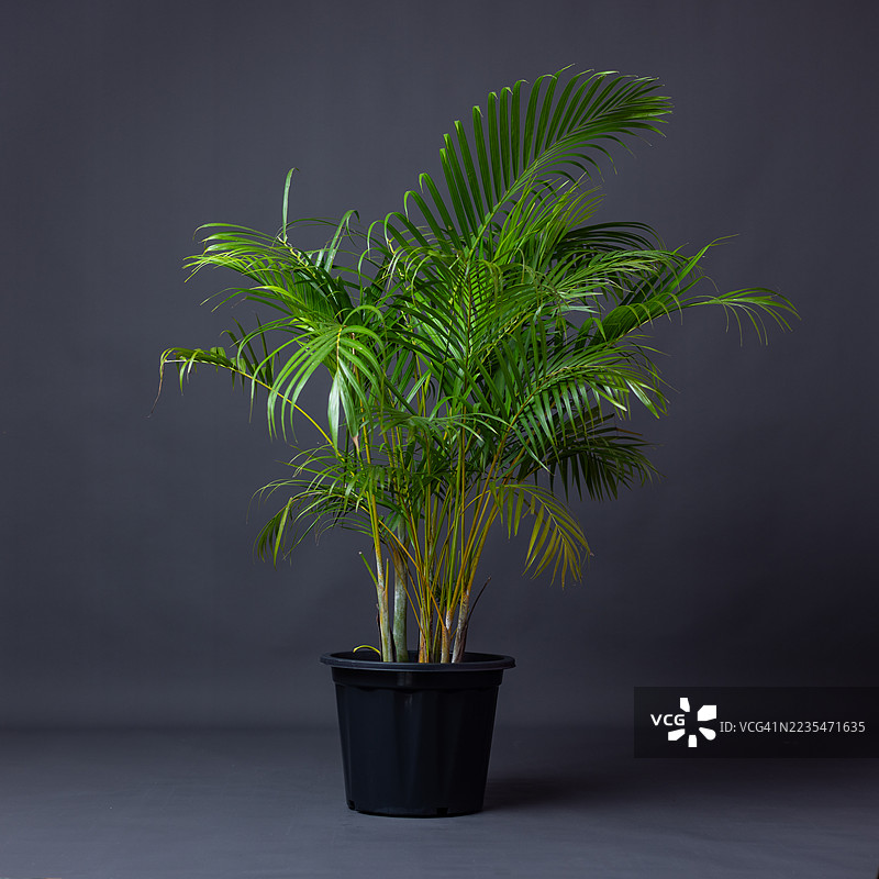 黑色花盆中的室内棕榈植物，孤立在深色背景上图片素材
