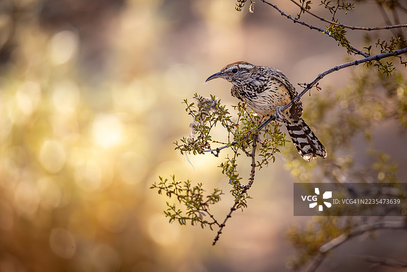 仙人掌鸣鸟栖息在沙漠灌木中，沐浴在金色的光芒下图片素材