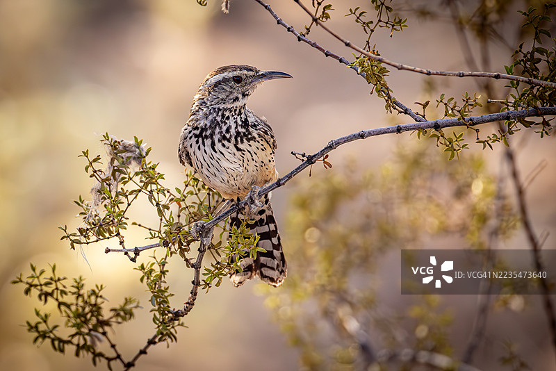 索诺兰沙漠中栖息在树枝上的仙人掌鸣鸟特写图片素材