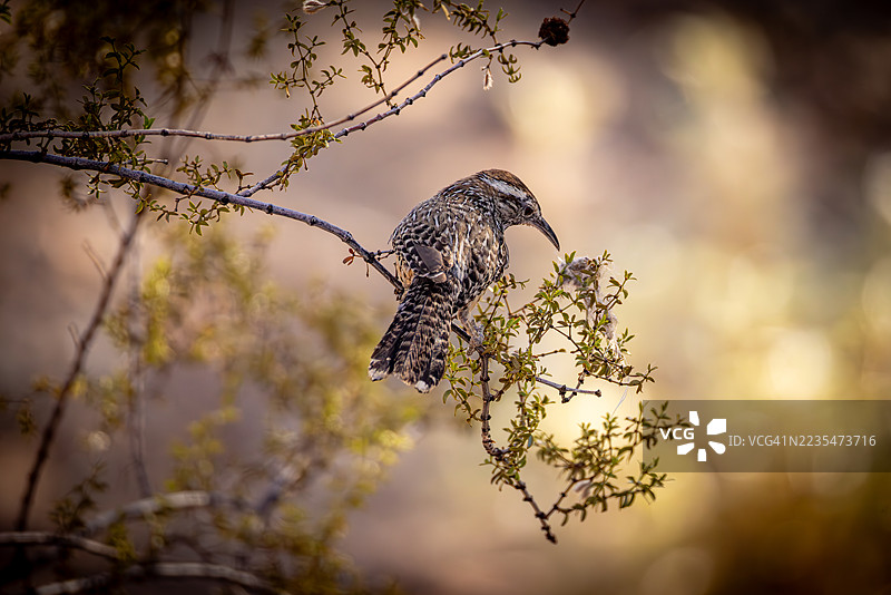 在亚利桑那州沙漠树枝上栖息的仙人掌鸣雀图片素材