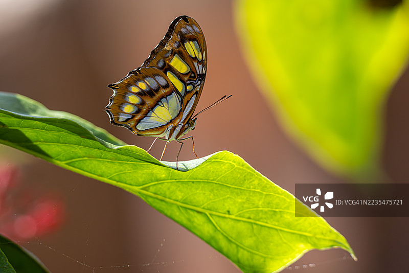 绿叶上的孔雀蛱蝶图片素材