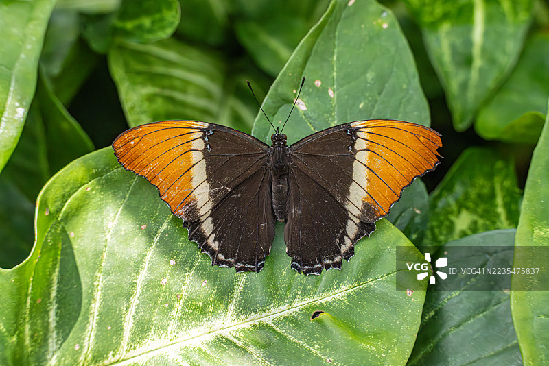 叶子上的带状橙色蝴蝶图片素材