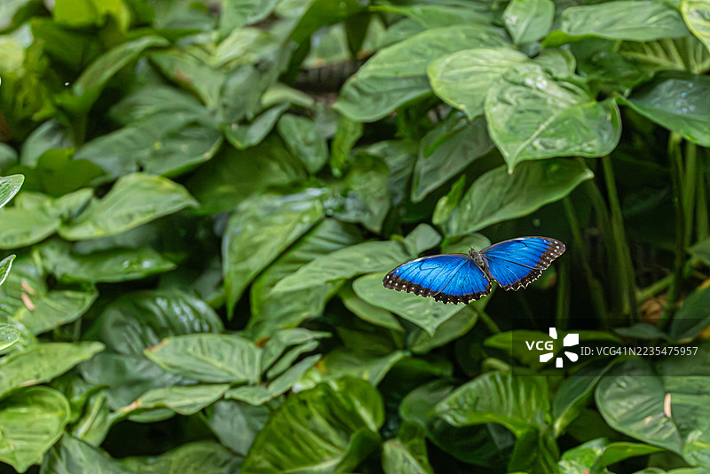 蓝摩尔佛蝴蝶图片素材
