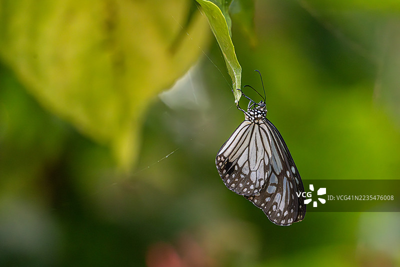 纸风筝蝴蝶栖息在叶子下图片素材
