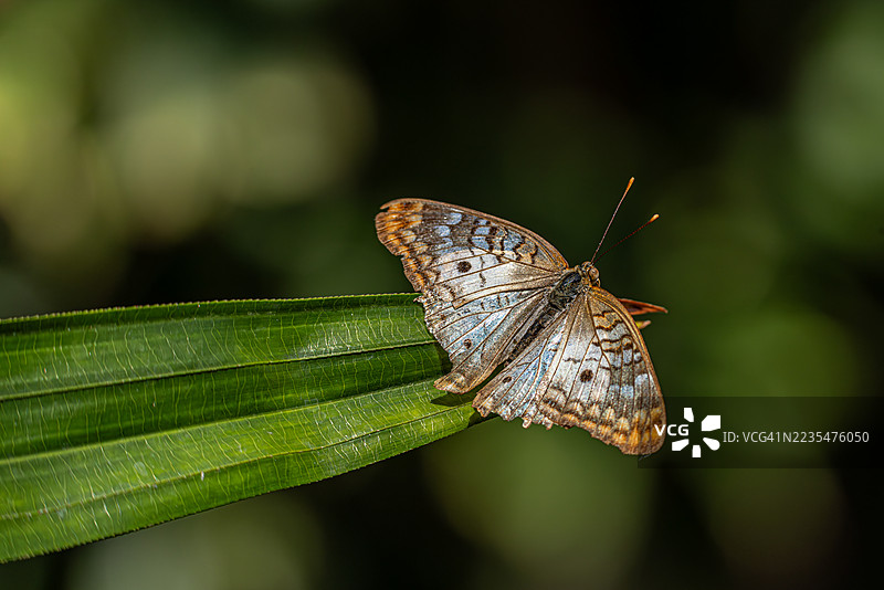 一只白孔雀蝶停在一片叶子上休息图片素材