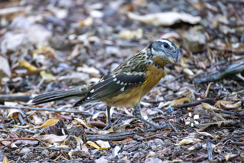 黑头粗嘴鸟与种子图片素材