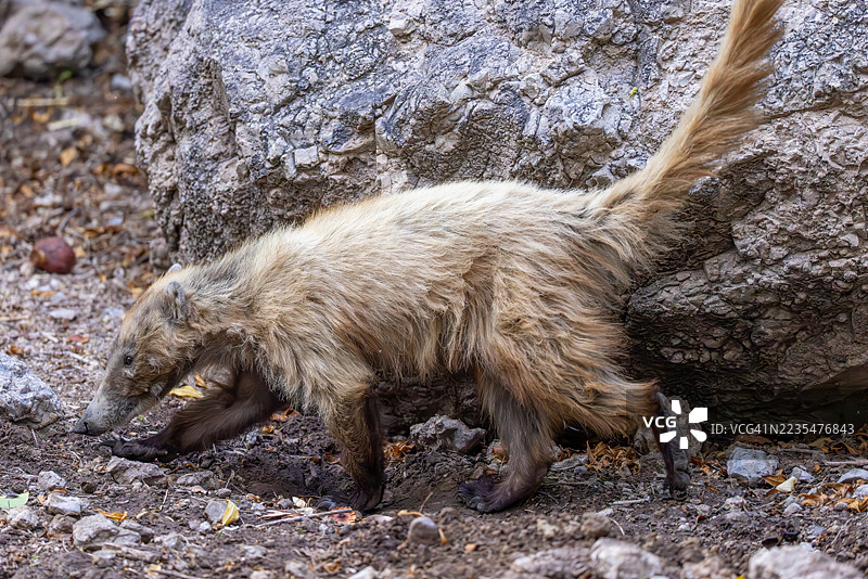 白鼻浣熊在亚利桑那州的岩石栖息地中行走，毛色浅淡。图片素材