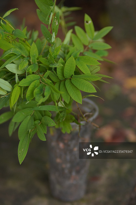 塞纳树图片素材
