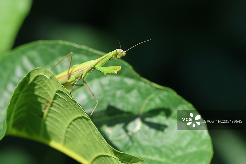 一只捕猎的宗教螳螂（Mantis religiosa）在叶子上。图片素材