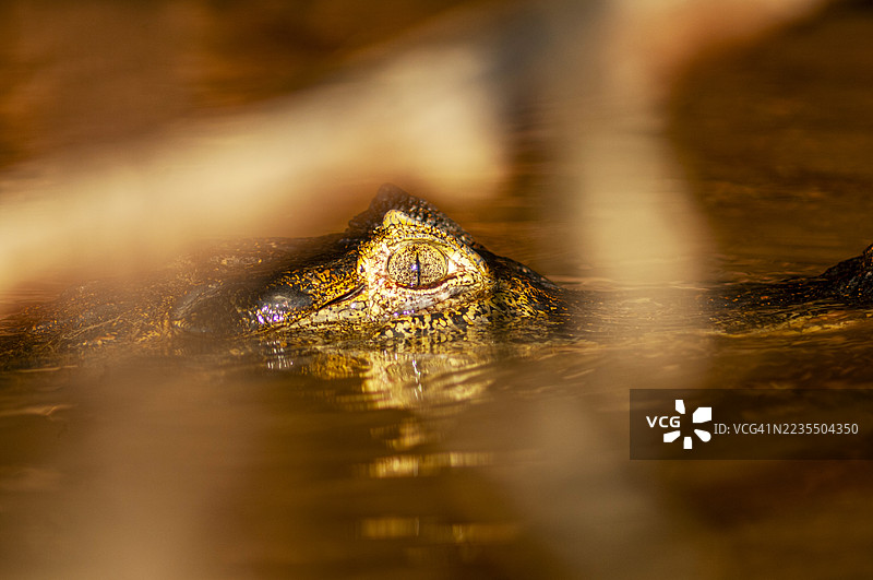 巴西，库亚巴河沿岸的凯门鳄图片素材