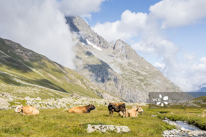 在埃克林国家公园的偏远山谷中休息的牛群图片素材