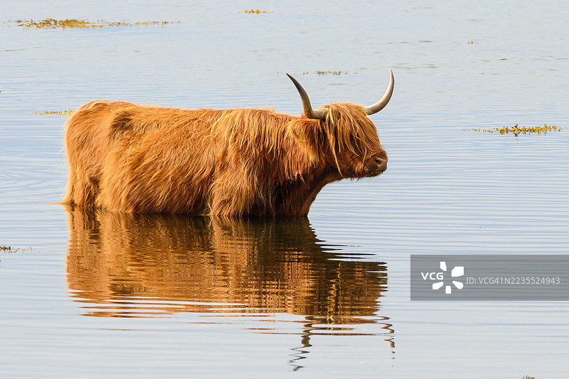 高地牛在穆尔岛的贝格湖水中特写图片素材