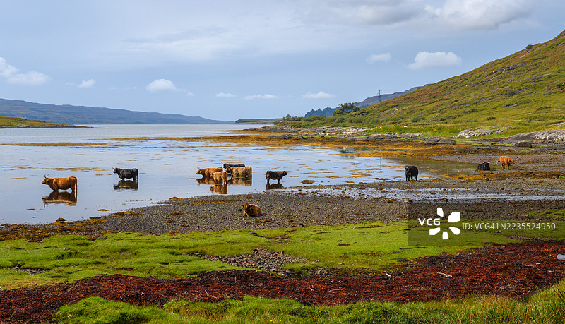 一群高地牛在穆尔岛的贝格湖水中。图片素材