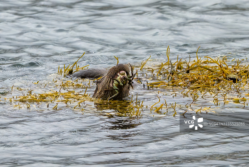 欧亚水獺抓到了一只螃蟹。穆尔岛。图片素材