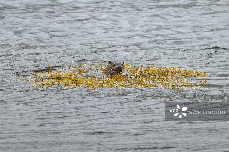 欧亚水獺，穆尔岛图片素材