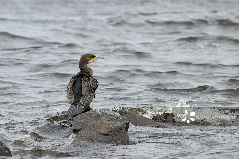 在穆尔岛阿萨波尔湖上的岩石上栖息的鸬鹚（Phalacrocorax carbo）。图片素材