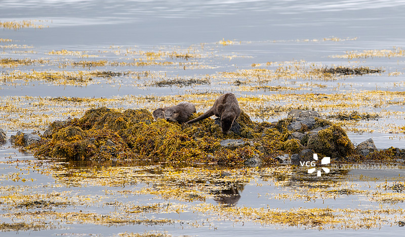 水獺一家，斯克里丹湖，穆尔半岛，穆尔岛，图片素材