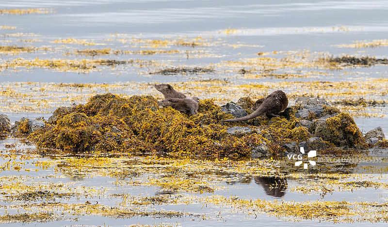水獺一家，斯克里丹湖，穆尔半岛，穆尔岛，图片素材