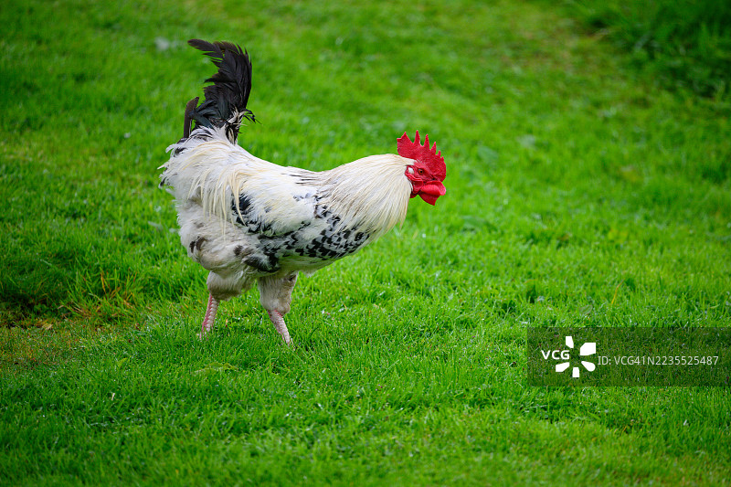 一只昂首阔步的公鸡图片素材