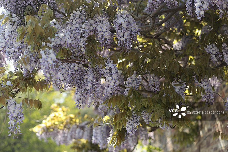 街边的紫藤花盛开图片素材