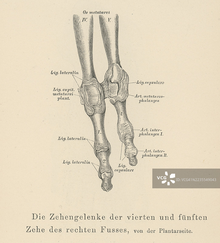 脚部骨骼的古老雕刻插图图片素材