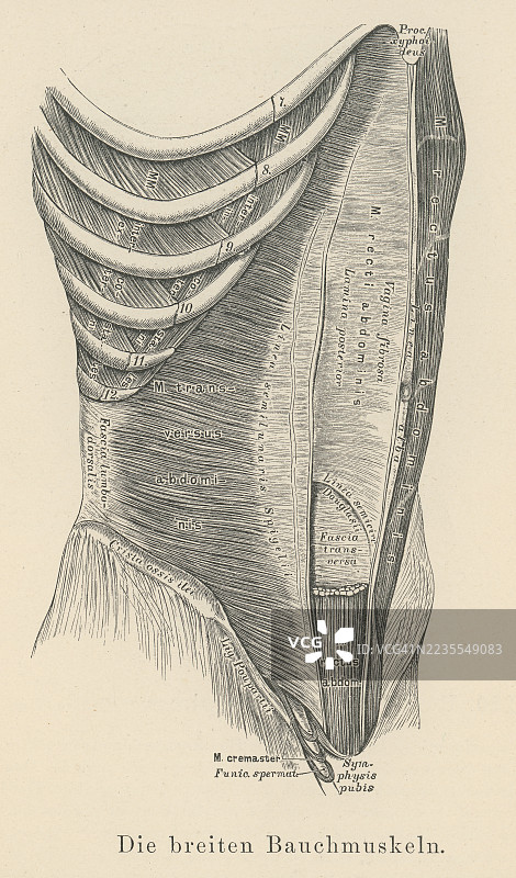 老式雕刻插图显示了腹直肌，即“腹肌”或“腹部肌肉”，是一对位于人体腹部前侧的分段骨骼肌。图片素材
