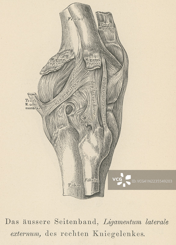 旧版雕刻插图展示人类韧带 - 外侧副韧带、长外侧韧带或腓骨副韧带 - 位于膝关节外侧的膝关节外源性韧带图片素材