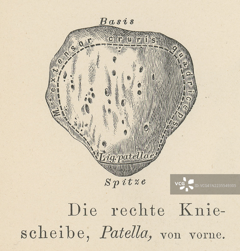 旧版雕刻插图显示右侧髌骨（髌骨或膝盖骨），这是一个扁平、圆形的三角形骨头，与股骨（大腿骨）关节相接，覆盖并保护膝关节的前关节面。图片素材