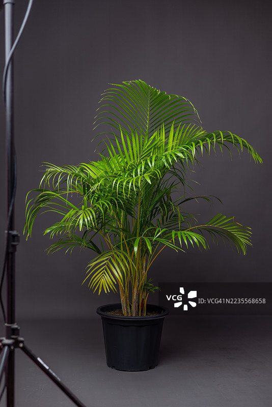 黑色塑料盆中的郁郁葱葱的室内棕榈植物，背景为深色图片素材