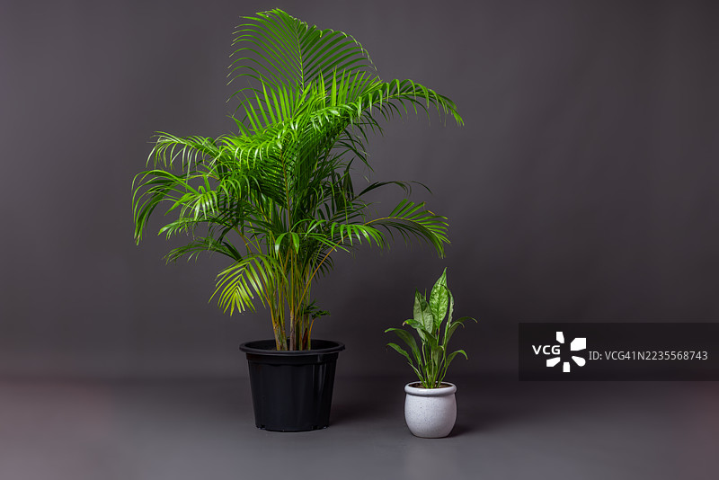 大型椰子棕榈和小型盆栽植物用于灰色背景的家居装饰。图片素材