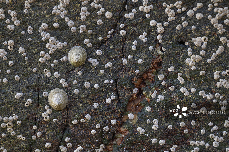 海边的岩石上的海螺和藤壶（Patella vulgata，Semibalanus balanoides），挪威摩尔和罗姆斯达尔的Otroya或Otrøya岛图片素材
