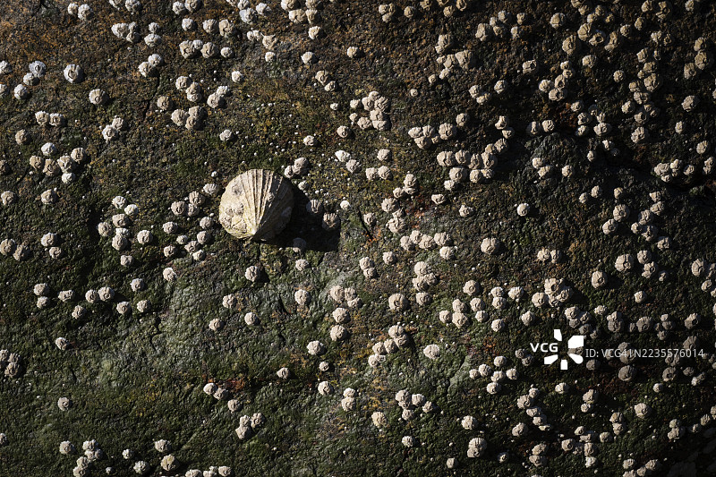 海边的岩石上的海螺和藤壶(Patella vulgata,Semibalanus balanoides),挪威摩尔和罗姆斯达尔的奥特罗亚岛或奥特罗亚岛图片素材
