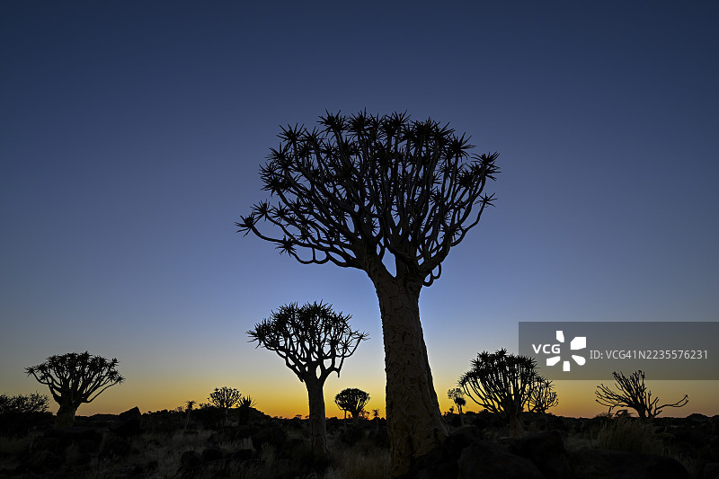 在纳米比亚卡拉斯地区基特曼舒普附近的箭树森林中，箭树（Aloe dichotoma）在晨光中绽放。图片素材