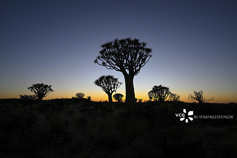 在纳米比亚卡拉斯地区基特曼斯胡普附近的箭树森林中，箭树（Aloe dichotoma）在晨光中绽放。图片素材